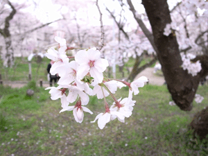 sakura01.gif