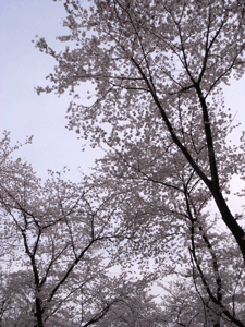 sakura02.gif