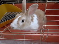 rabbit.gif