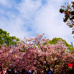 cherryblossom01.gif