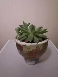 plant01.gif