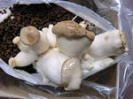 CIMG7274.JPG