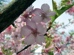 CIMG0694.jpg