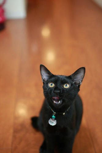 黒猫　パンが好き