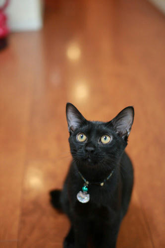 黒猫　パンが好き