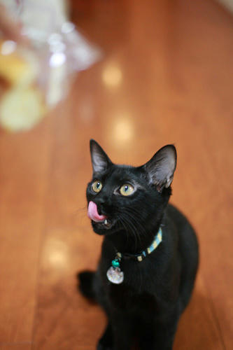 黒猫と、クロワッサン。