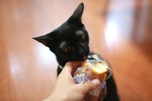 黒猫　パンが好き