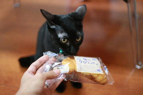 黒猫と、クロワッサン