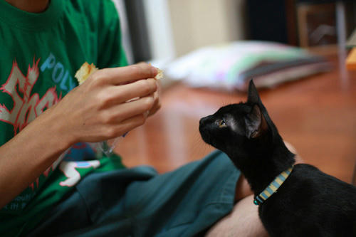 黒猫と、クロワッサン