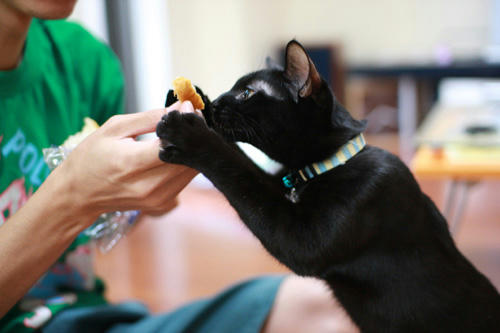 黒猫と、クロワッサン