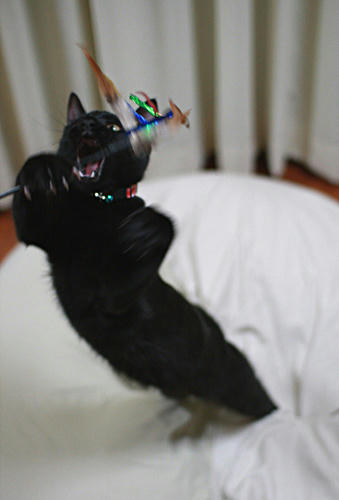 飛び出せ黒猫