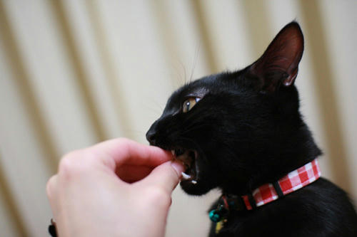 黒猫　ご褒美　ささみ
