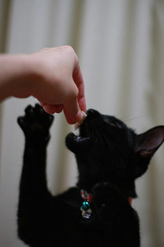 黒猫　ご褒美　ささみ
