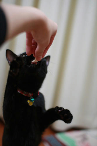 黒猫　ご褒美　ささみ