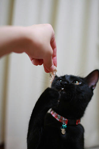 黒猫　ご褒美　ささみ