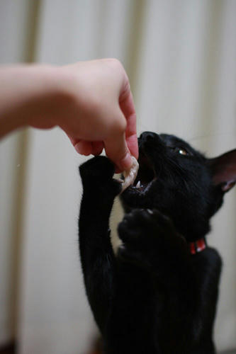 黒猫　ご褒美　ささみ