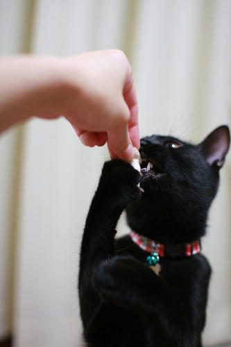 黒猫　ご褒美　ささみ