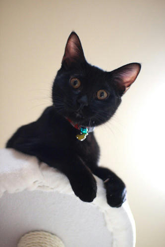 黒猫、不敵な笑み。