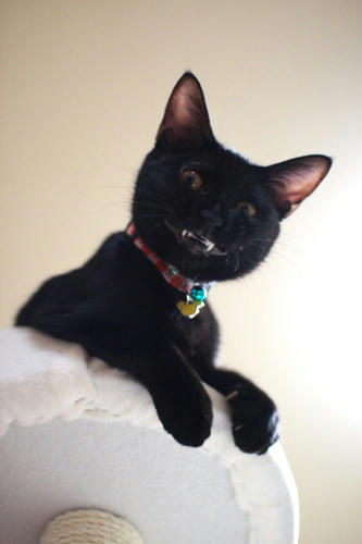 黒猫、不敵な笑み。