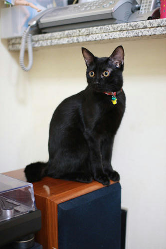 黒猫と、モニタースピーカー。JBL