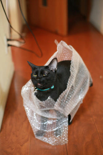 黒猫　プチプチ