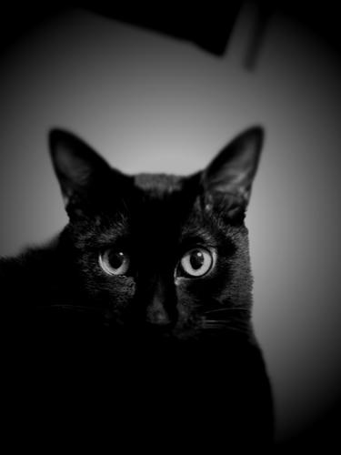 黒猫の 携帯待ち受け画面 しのびねこ 黒猫コタローさんと過ごす日々の記録