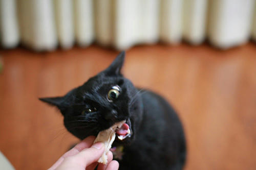 黒猫、ささみパーティ