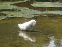 IMG_0233_R.jpg