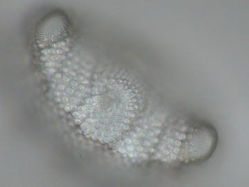 26f8f196.jpg