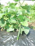 DSCF0636_R.jpg