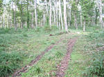 STD_1171_R.jpg