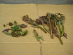 IMG_4602_R.jpg