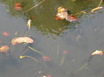 IMG_5004_R.jpg