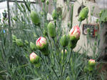 IMG_3208_R.jpg