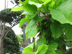 IMG_5100_R.jpg