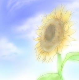 ひまわり
