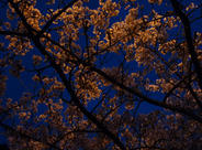夜の彦根城 ライトアップ夜桜