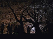 夜の彦根城 ライトアップ夜桜