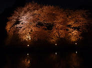 夜の彦根城 ライトアップ夜桜