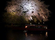 夜の彦根城 ライトアップ夜桜