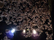 夜の彦根城 ライトアップ夜桜