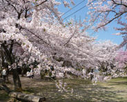 垂れ桜
