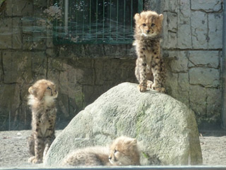 多摩動物公園 チーターの赤ちゃん