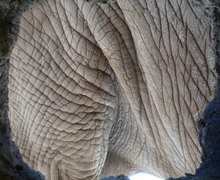 多摩動物公園 アフリカゾウの皮膚