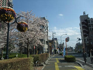桜