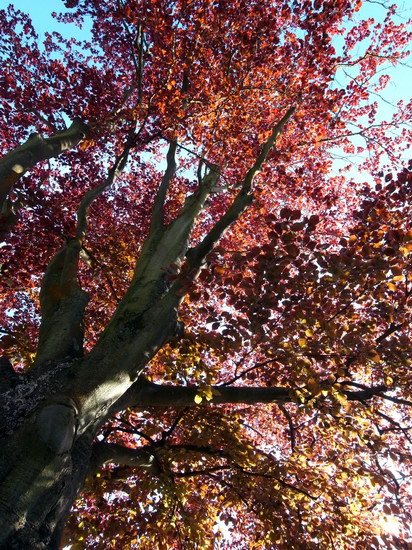 http://blog.cnobi.jp/v1/blog/user/e8d41068abdaba63326351d95bb5f805/1241290149
