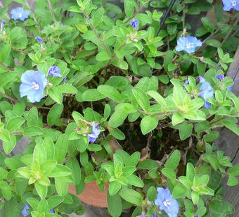 P1020440-1.jpg
