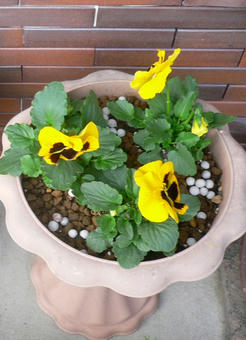 P1020747-1.jpg