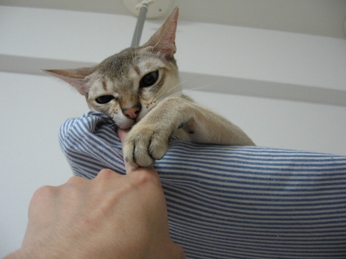 ぬ