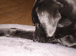 bb562119.gif